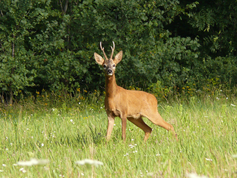 косуля европейская