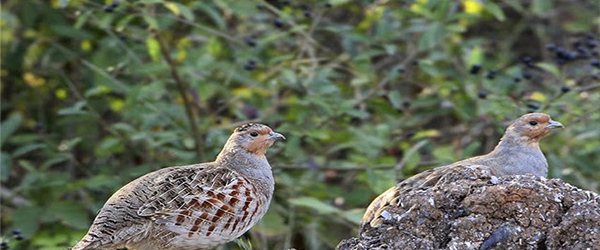 Охота на  рябчика, куропатку серую