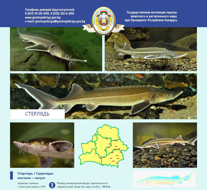 краснокнижных рыб