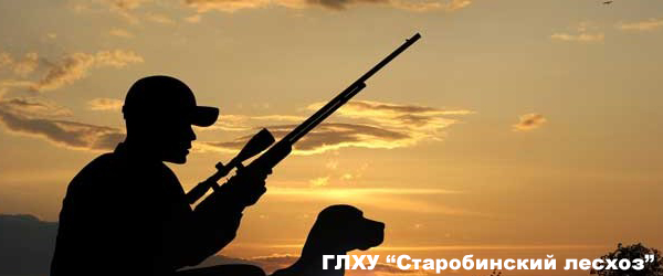 Охота глух старобинсикй лесхоз