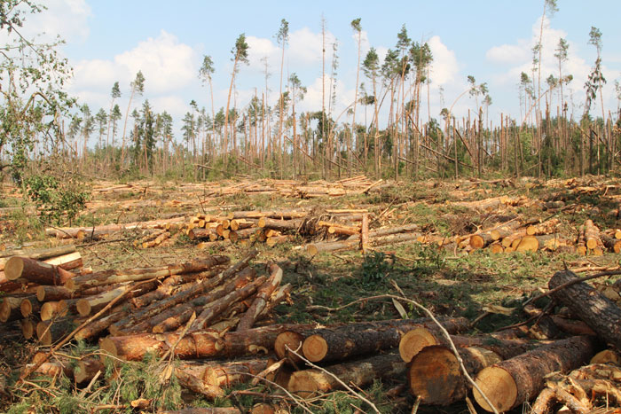 Работа в ГЛХУ «Смолевичский лесхоз»
