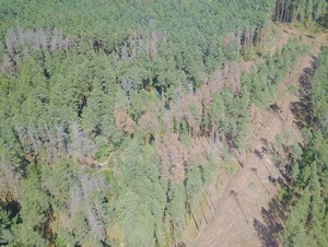 Усыхание деревьев