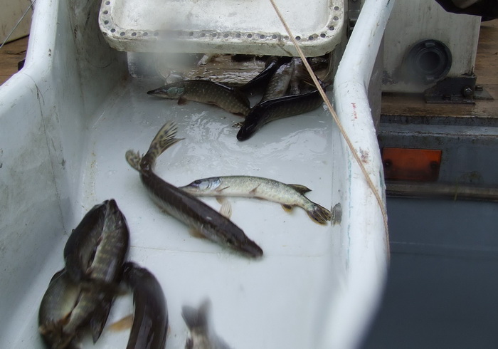 щука на Днепре