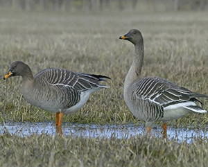 Старобинский лесхоз охота на гуся