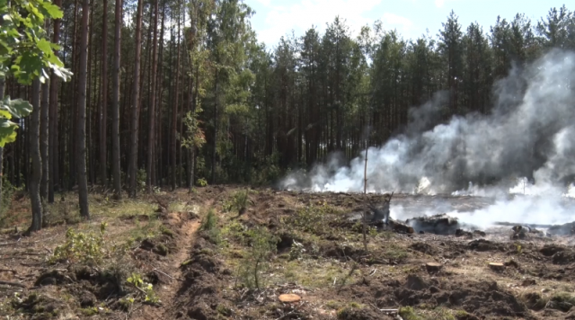 Жуки-короеды 