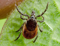 клеши старобин