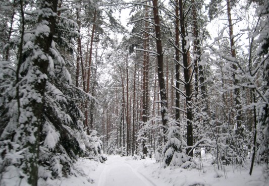 старобин лес