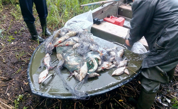 185 особей рыбы выловили 4-мя сетями