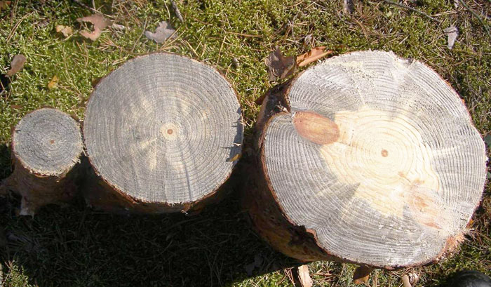 Усыхание сосны, пример