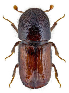 Усыхание деревьев зафиксировали