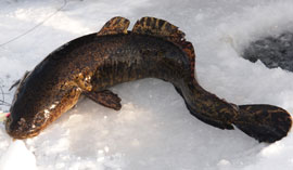 Запрет на Налим