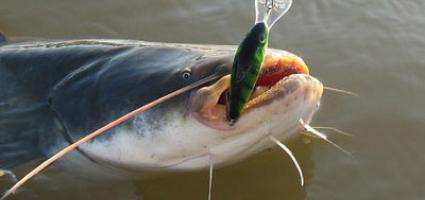 запрет на лов сома