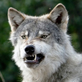 волк напал на двух мужчин