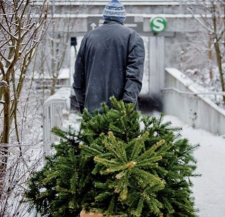 Какое наказание предусмотрено за незаконно срубленное новогоднее дерево?