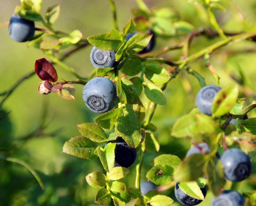 Радионуклиды и дары леса.