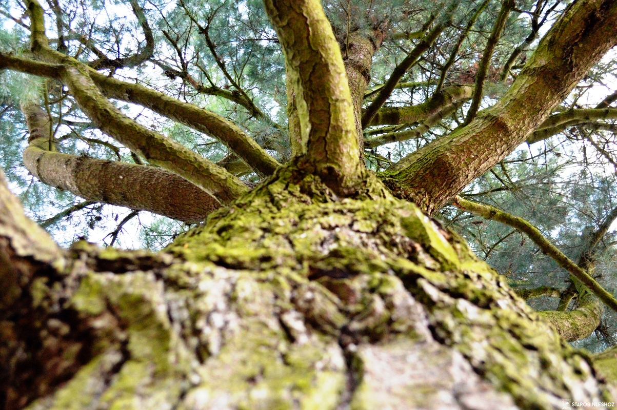 Конкурс "День работников леса"! 