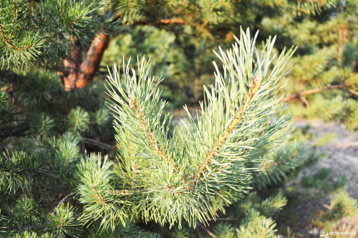 Как не потеряться в лесу