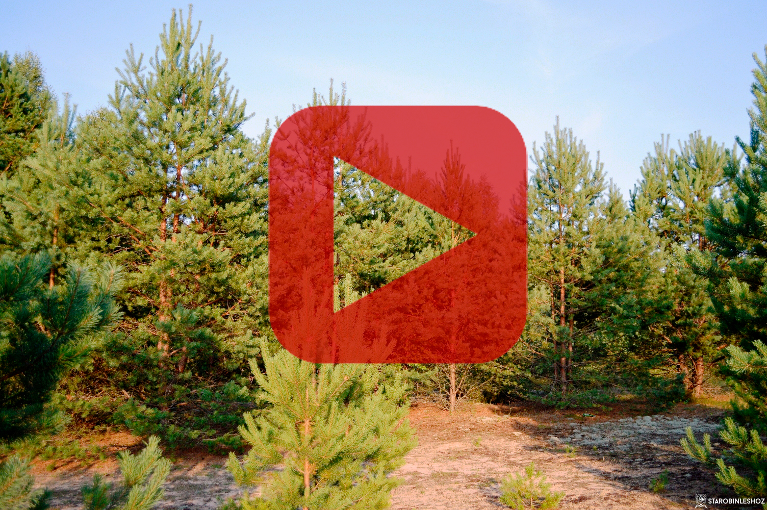 Презентационное видео Старобинского лесхоза