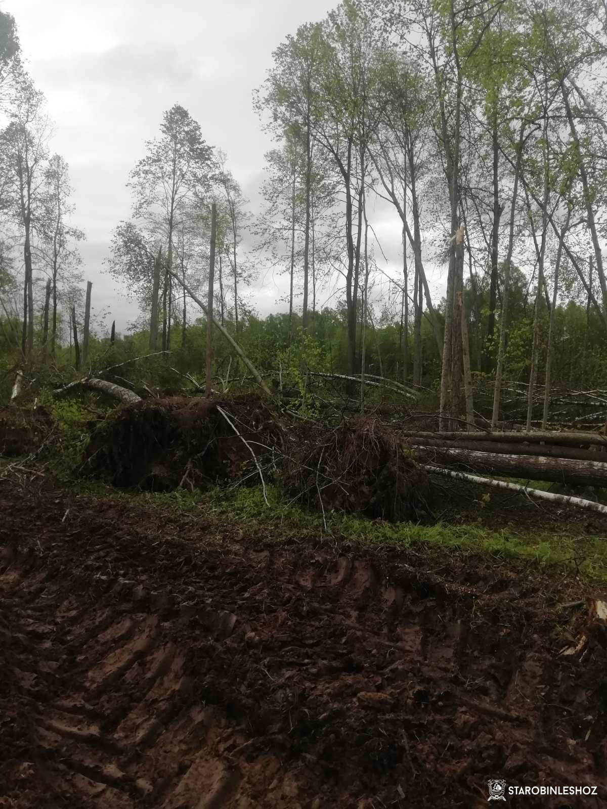 Старобинский лесхоз помогает в разработке ветровально-буреломных насаждений в Могилёвской области.