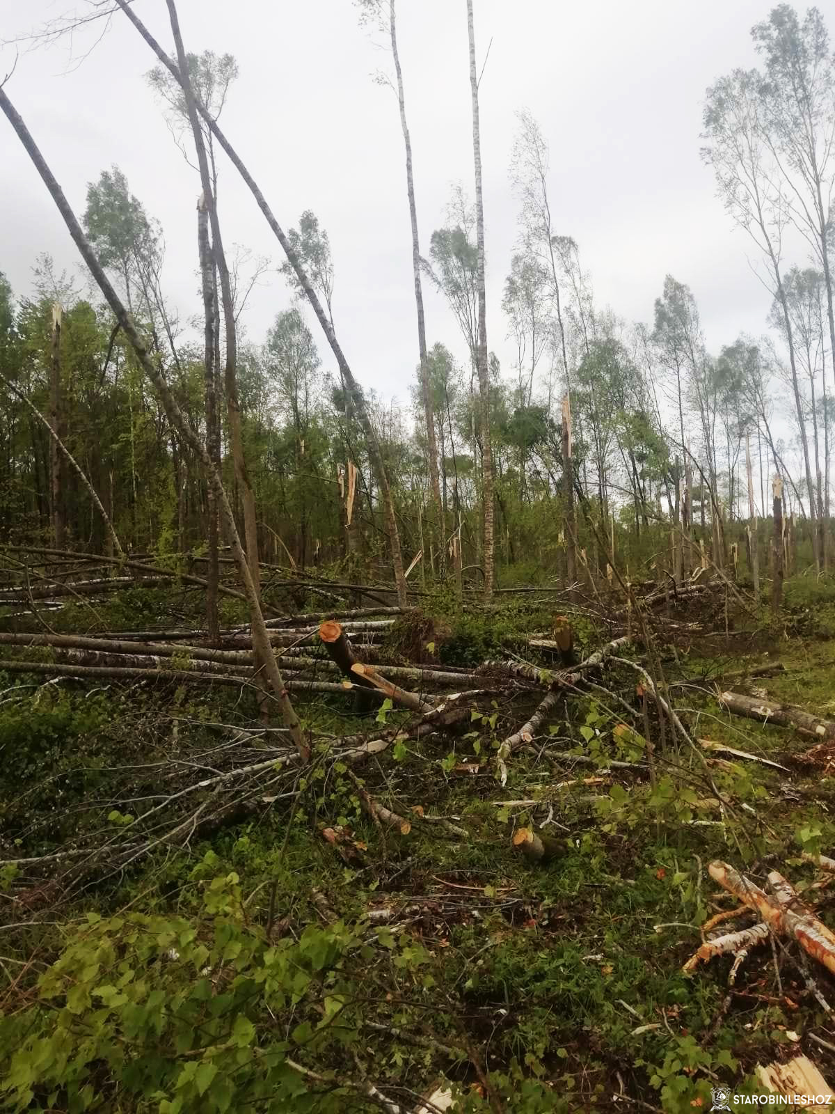 Старобинский лесхоз помогает в разработке ветровально-буреломных насаждений в Могилёвской области.