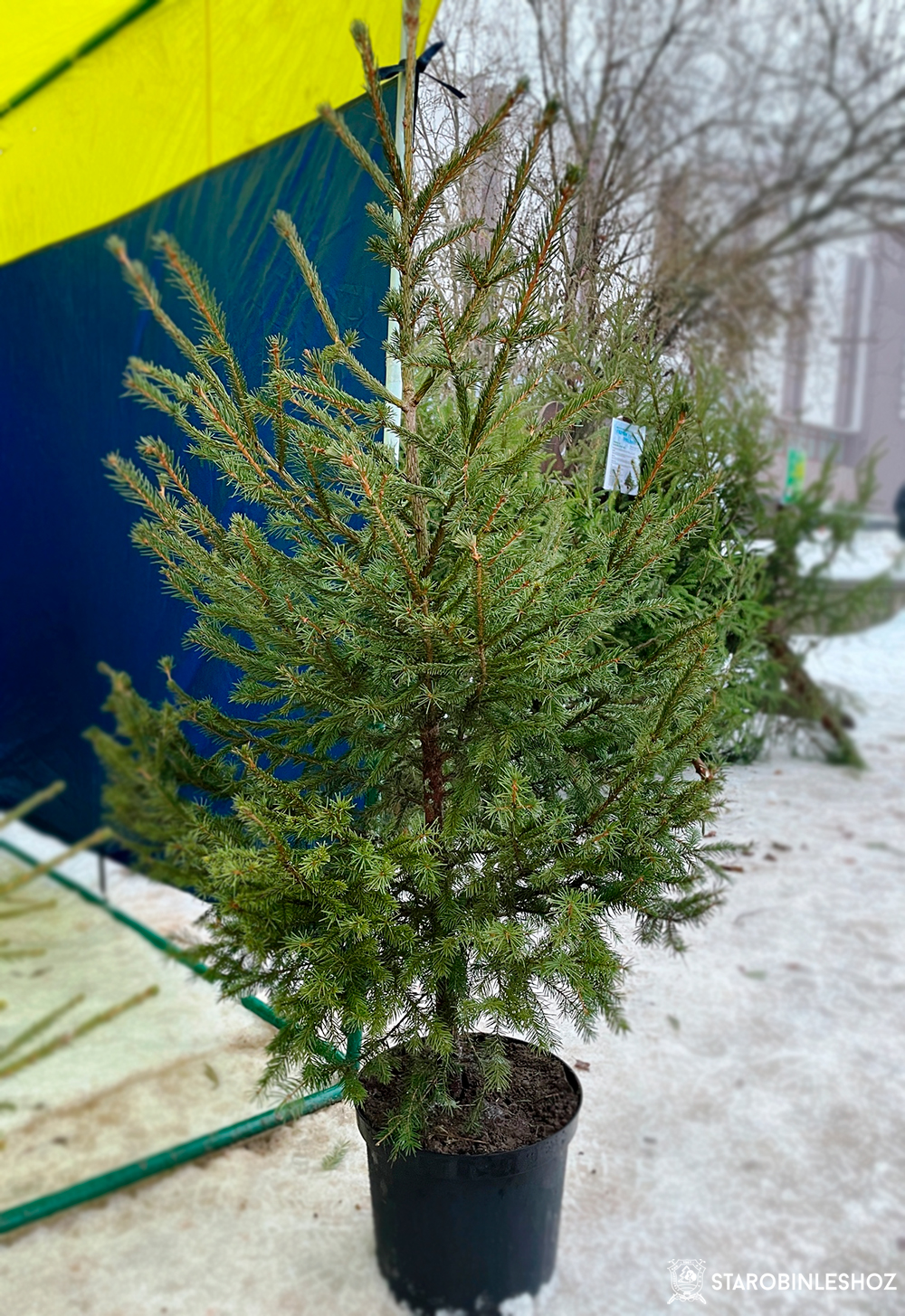 Продажа новогодних деревьев  Старобинский лесхоз