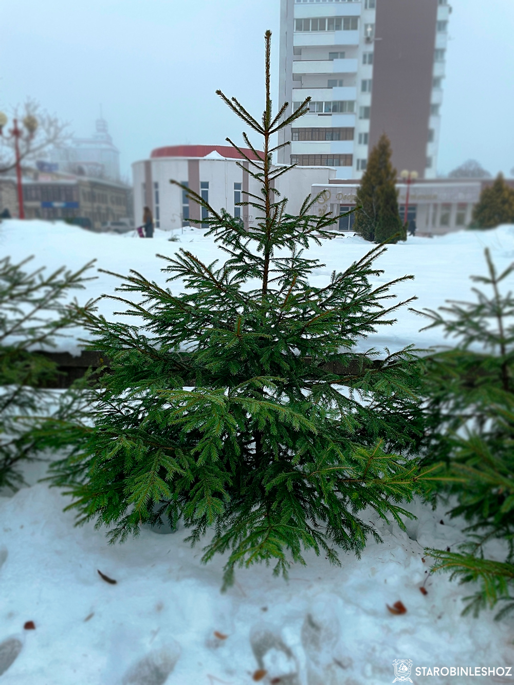 Продажа новогодних деревьев  Старобинский лесхоз