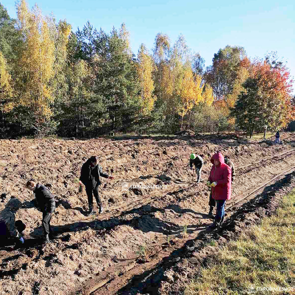 В Старобинском лесхозе продолжается добровольная республиканская акция «Аднавiм лясы разам», инициированная Министерством лесногом хозяйства Беларуси.