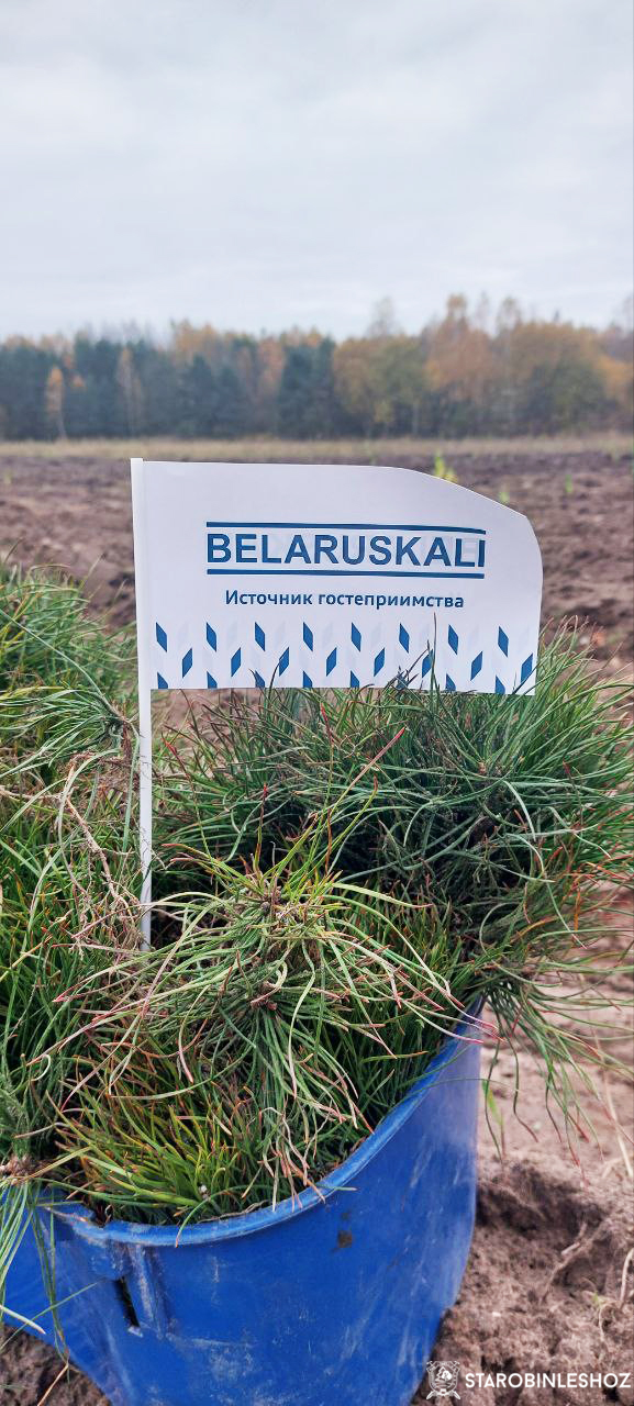 Старобинский лесхоз благодарит участников добровольной республиканской  акции Аднавiм лясы разам!