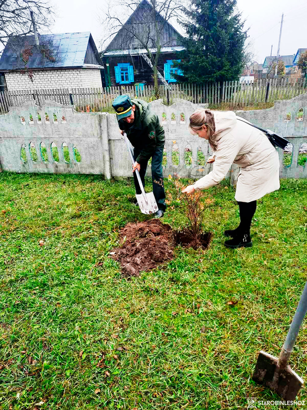 Посажена аллея кустарников
