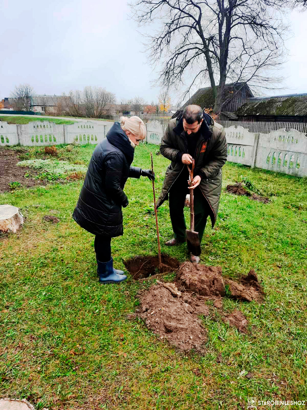 Посажена аллея кустарников
