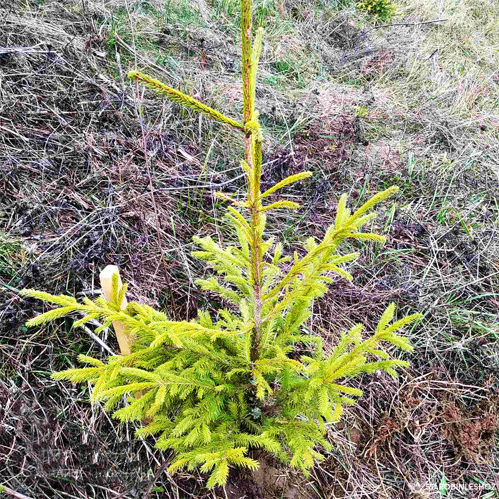 Работники Старобинского лесхоза завершили работы по посадке древесных пород на откосах автодороги М3.