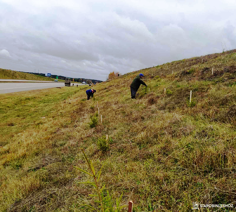 Работники Старобинского лесхоза завершили работы по посадке древесных пород на откосах автодороги М3.