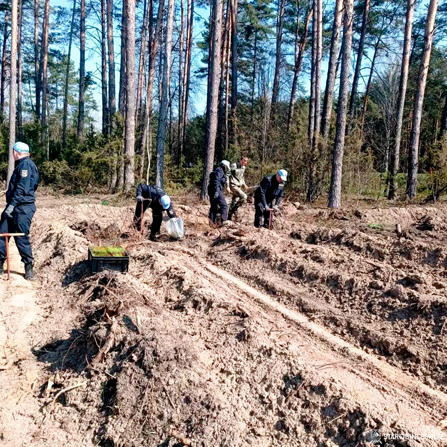 Работники Следственного комитета  приняли участие в акции 'Неделя леса - 2023'