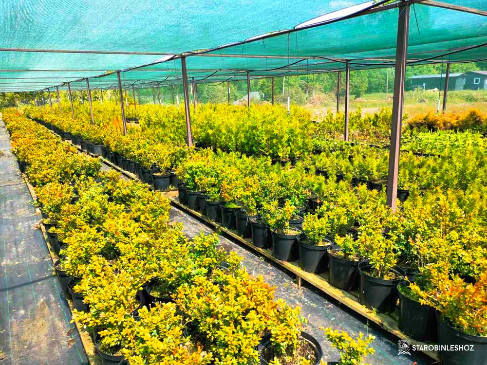 АТТЕСТАЦИЯ ЛЕСОПИТОМНИКА