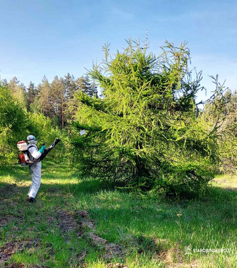 Учреждение «Беллесозащита» проведет наземную защитную обработку лесосеменных плантаций