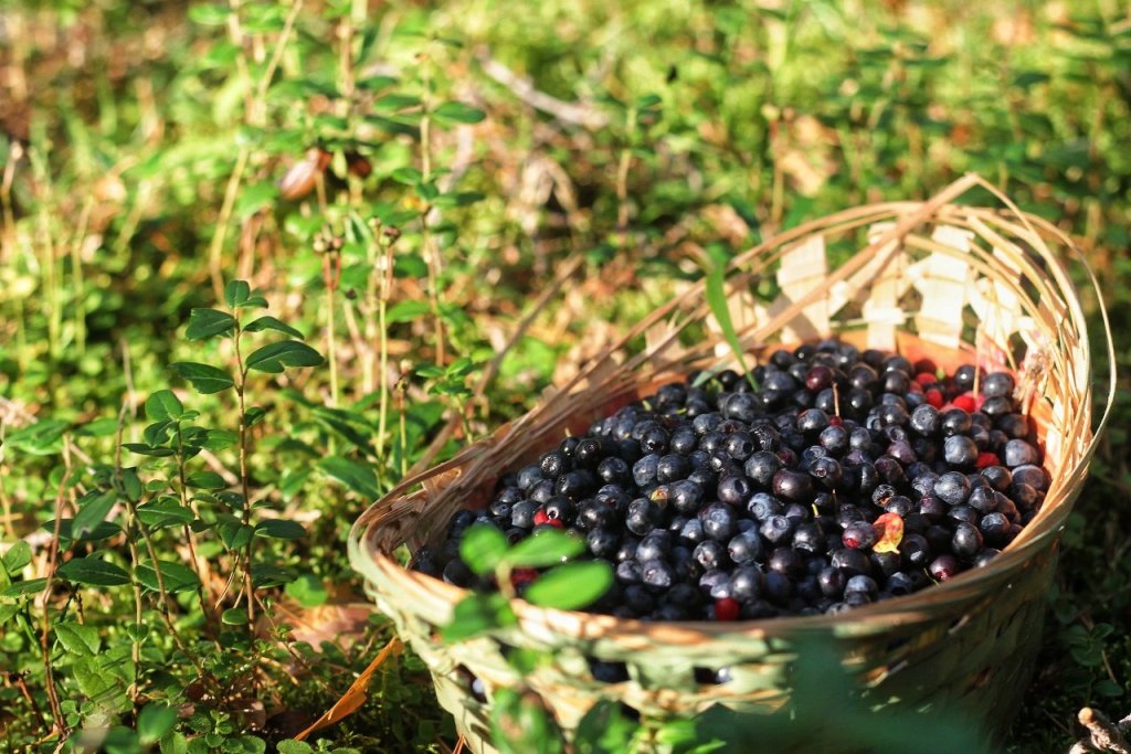 О сборе дикорастущих ягод.