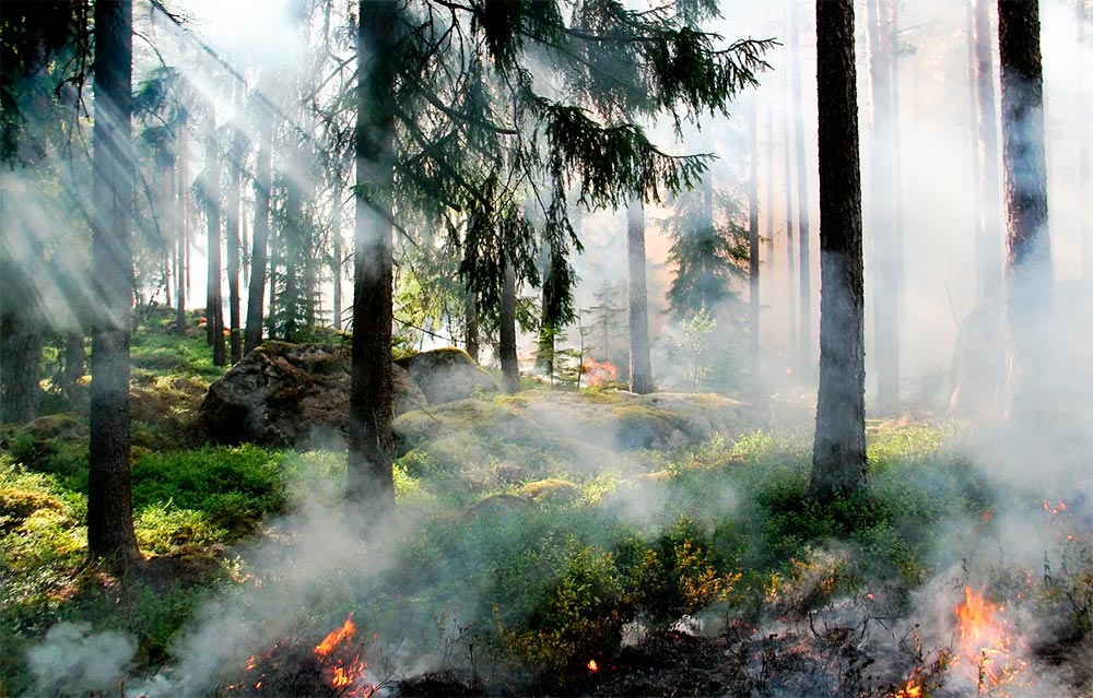 ЗАМЕТИЛИ ЛЕСНОЙ ПОЖАР? РАССКАЗЫВАЕМ, ЧТО ДЕЛАТЬ!