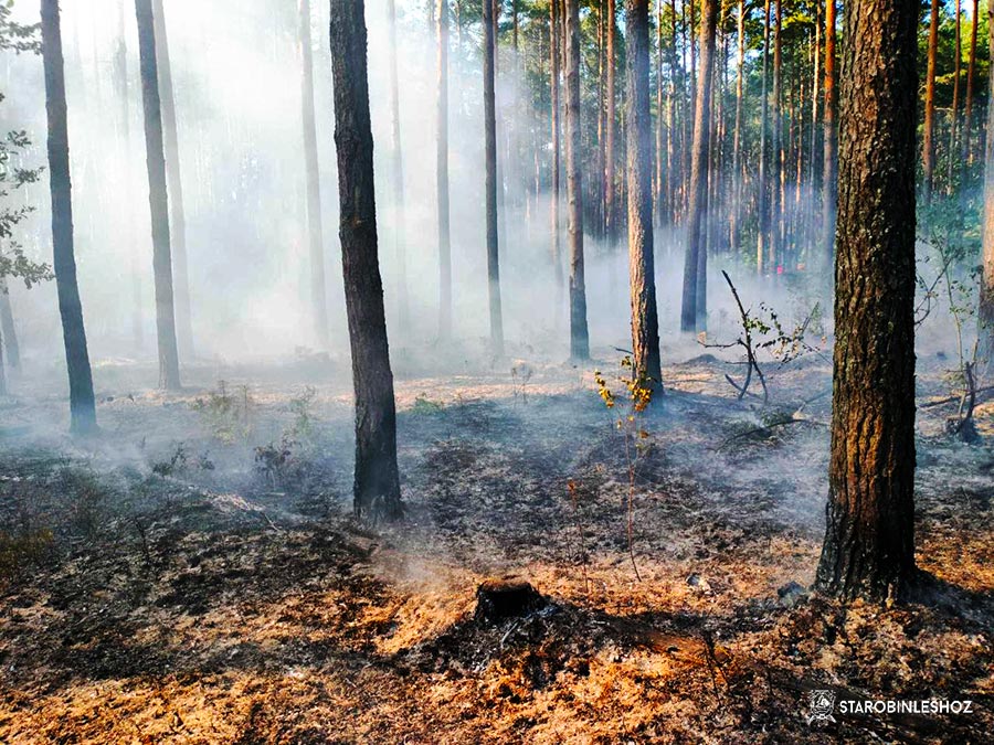 пожар на территории Листопадовичского лесничества 