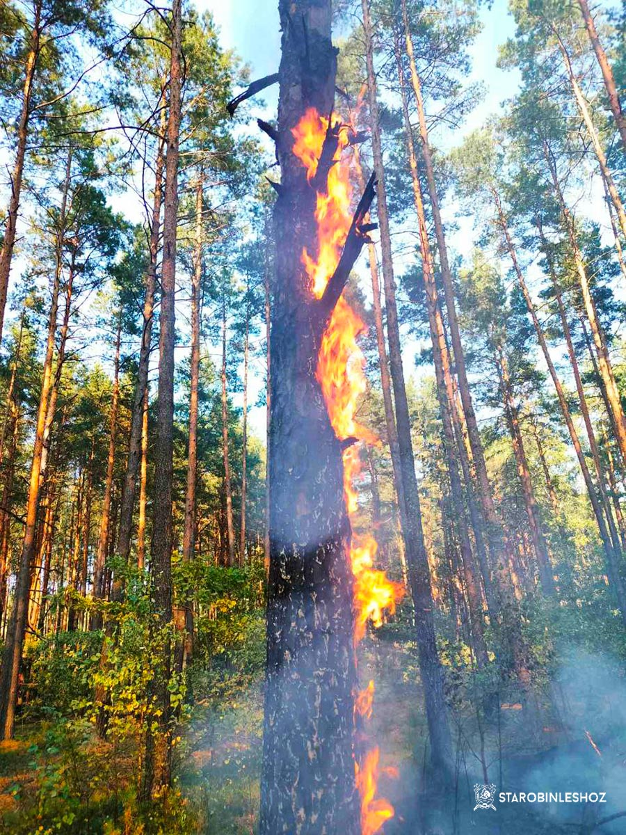 пожар на территории Листопадовичского лесничества 