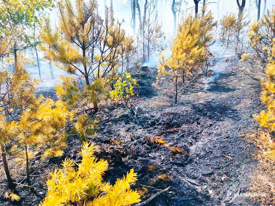 пожар на территории гражданского кладбища Драчева