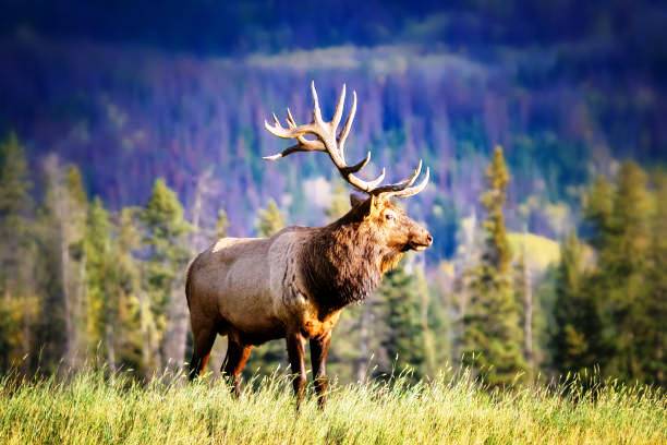 ОТКРЫВАЕТСЯ СЕЗОН ОХОТЫ НА ЛОСЯ, ОЛЕНЯ БЛАГОРОДНОГО И ЛАНЬ