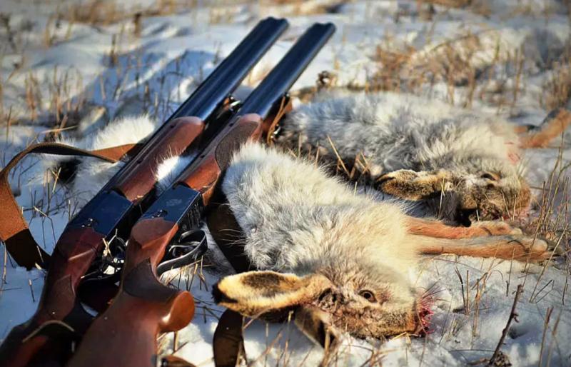 ОТКРЫВАЕТСЯ СЕЗОН ОХОТЫ НА ПУШНЫХ ЖИВОТНЫХ