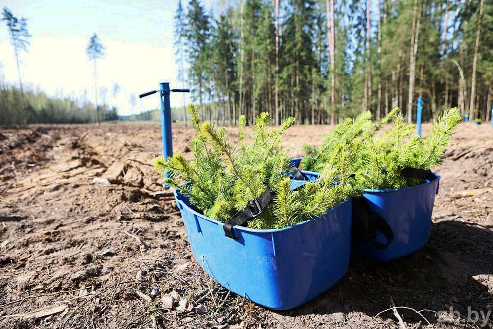 ИТОГИ АКЦИИ «ДАЙ ЛЕСУ НОВАЕ ЖЫЦЦЁ!»