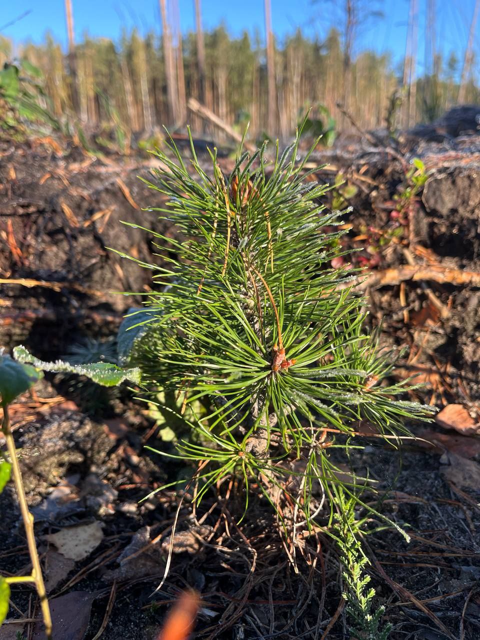 Конкурс на лучшее фото акции "ДАЙ ЛЕСУ НОВАЕ ЖЫЦЦЁ!"