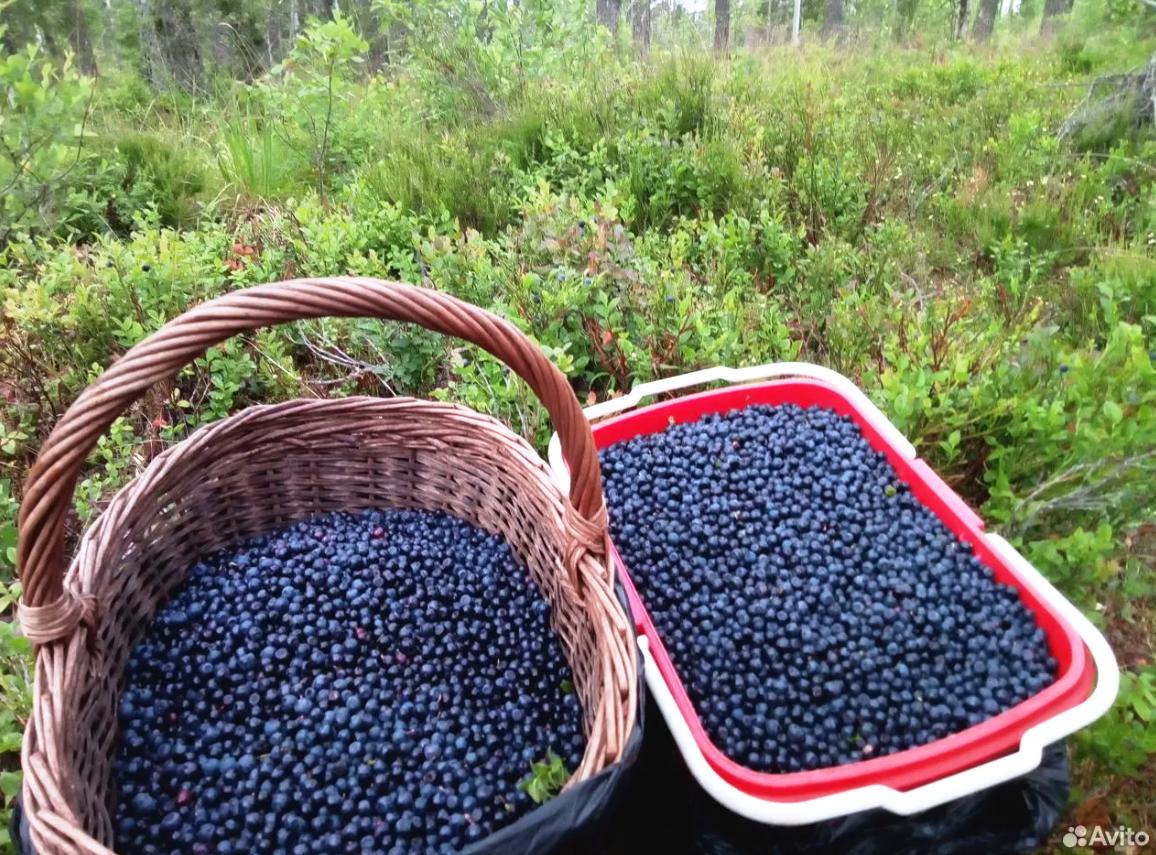 О сборе дикорастущих ягод