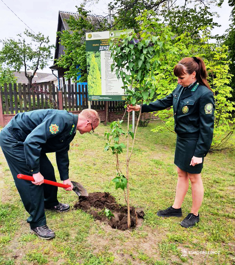 И ОПЯТЬ ЗАЦВЕТАЕТ СИРЕНЬ 45-ГО ГОДА