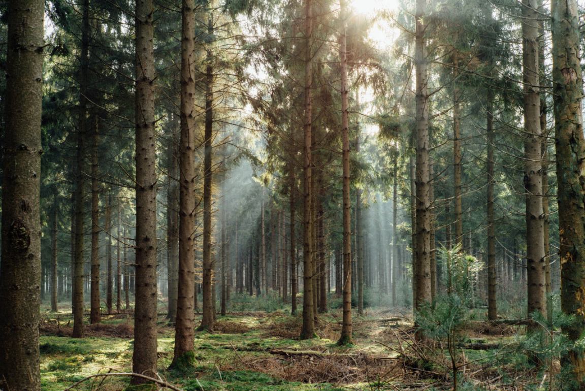 ЛЕС – ЭТО НЕ ПАРК!