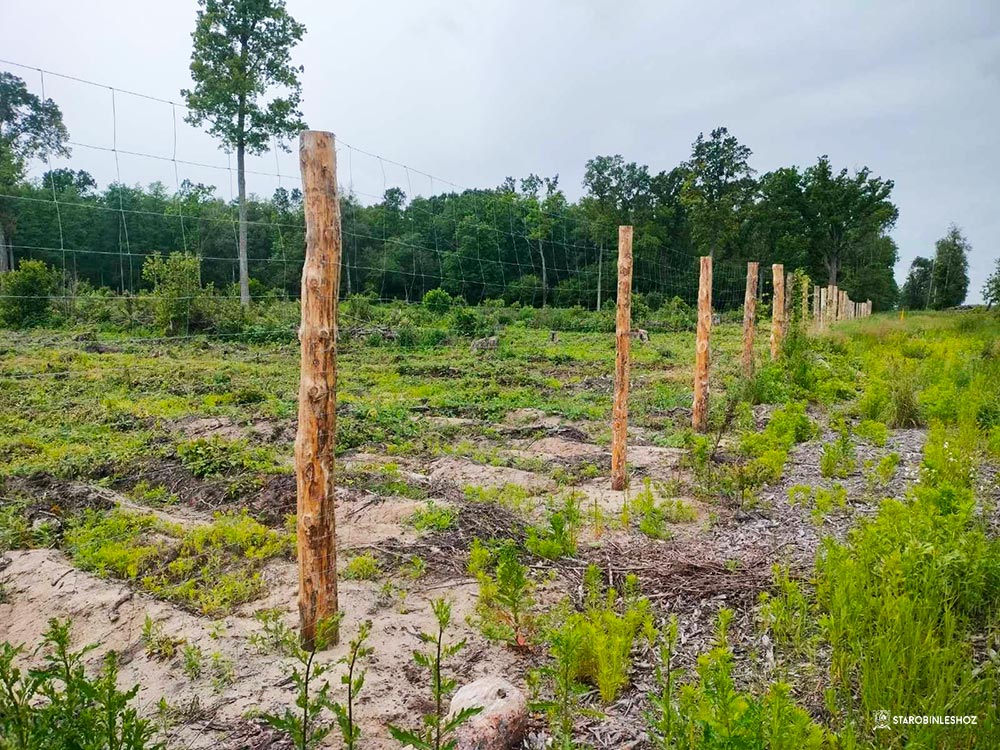 ЛЕСНЫЕ КУЛЬТУРЫ ПОД ЗАЩИТОЙ