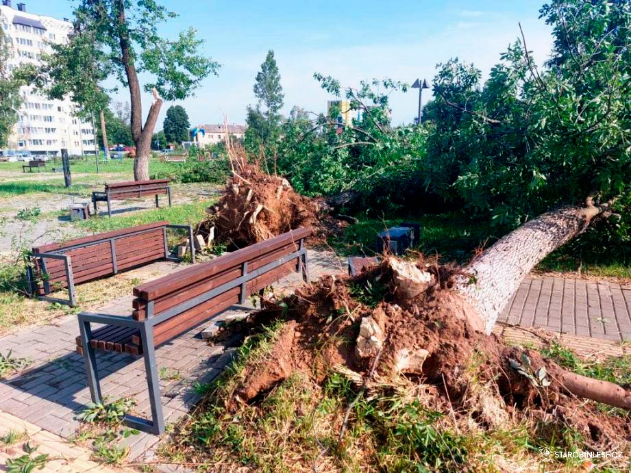 Вальщики леса помогают ликвидировать последствия урагана в Могилеве