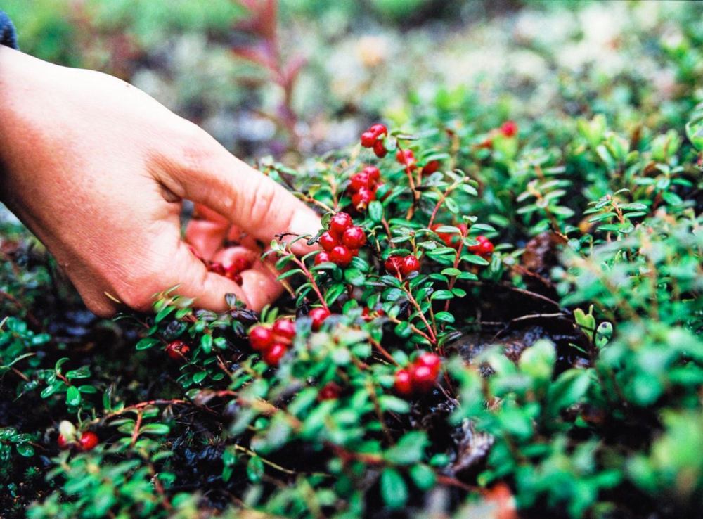 ОПРЕДЕЛЕНЫ СРОКИ ЗАГОТОВКИ БРУСНИКИ И КЛЮКВЫ